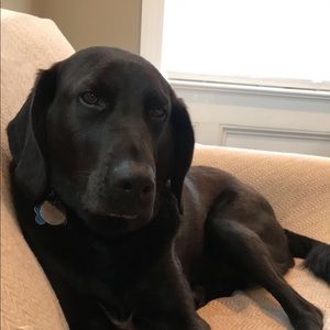 Meet your Posher, Lauren